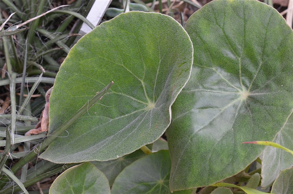 B. parcifolia